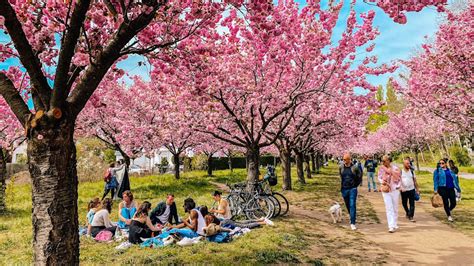 Der Beiling Park - Ein historischer Rückzugsort mit blühenden Kirschbäumen!