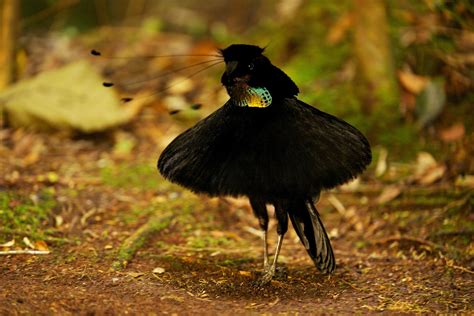  Die Ruinen von Xiangguo - Ein Fenster in die Vergangenheit und ein Paradies für seltene Vogelarten!